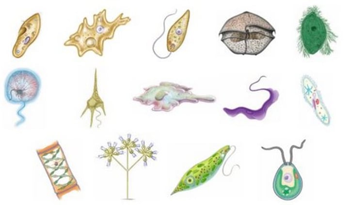 <p>kingdom that includes mostly unicellular eukaryotes</p>