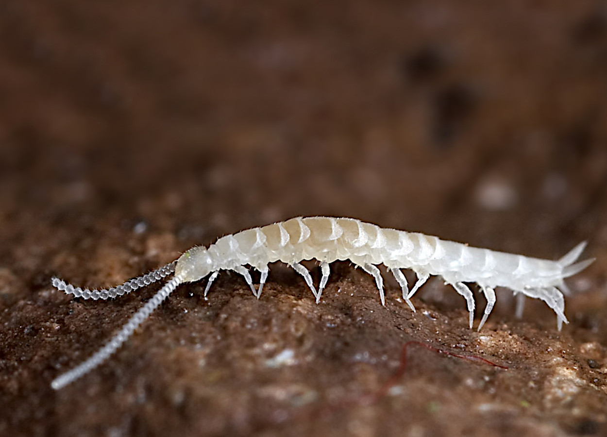 <p>Kmeň Arthropoda → Mandibulata → Podkmeň Myriapoda → Trieda Symphyla</p>
