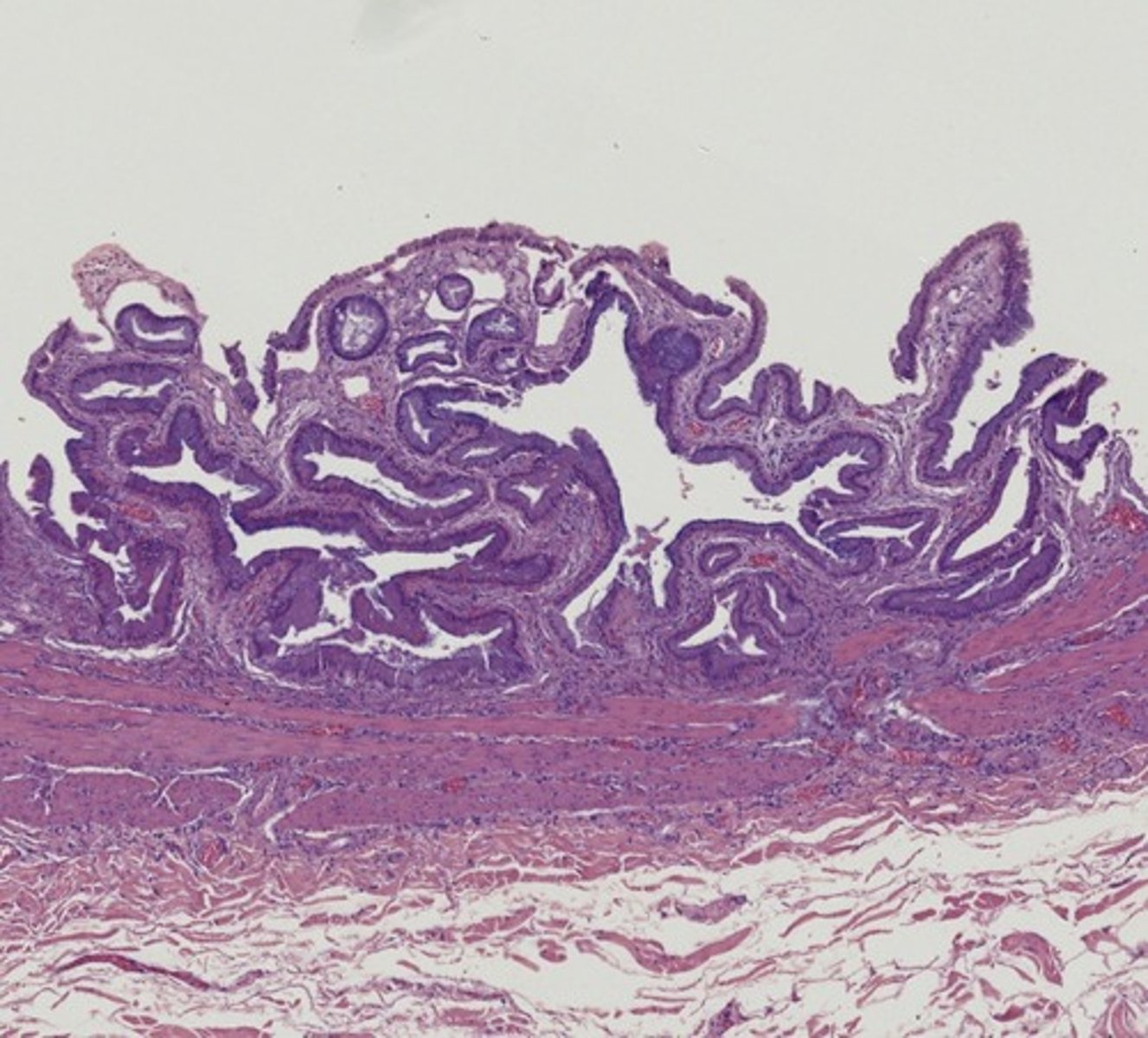 <p>Name the organ</p>