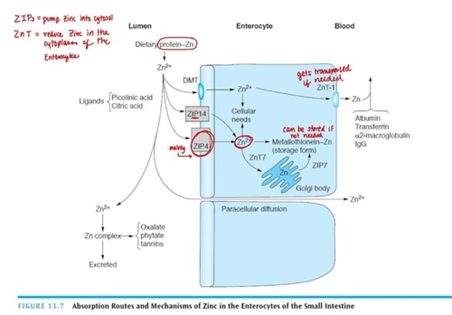 <p>Carrier-mediated process and passive diffusion with high intake.</p>