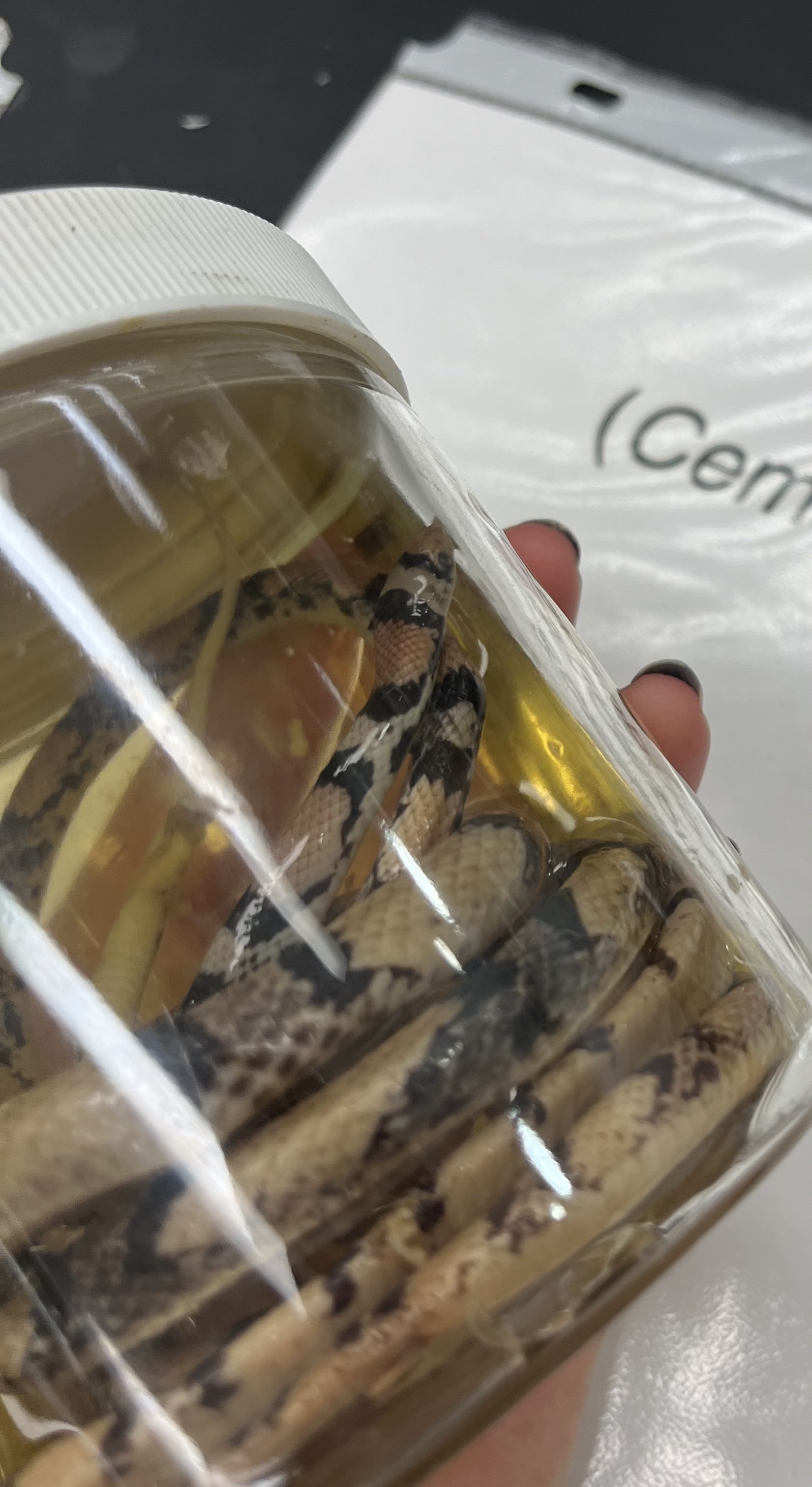 <ul><li><p>red, black, yellow</p></li><li><p>medium size</p></li><li><p>white belly</p></li><li><p>“messier” pattern</p></li></ul><p></p>