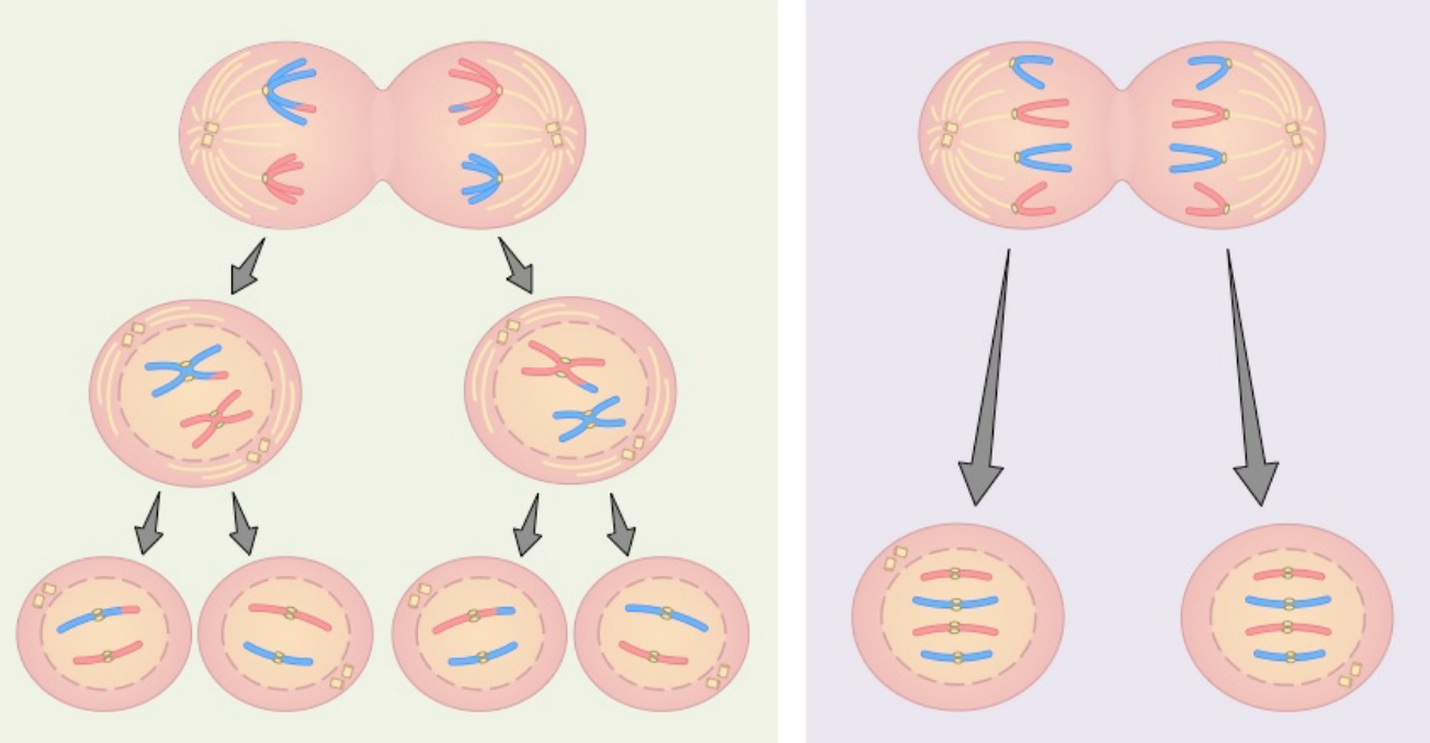 <p>mitosis: produces 2 daughter nuclei each w/ the same number of chromosomes as the parent cell and each other</p><p>meiosis: produces 4 daughter nuclei w/ half the number of chromosomes as the parent cell</p>