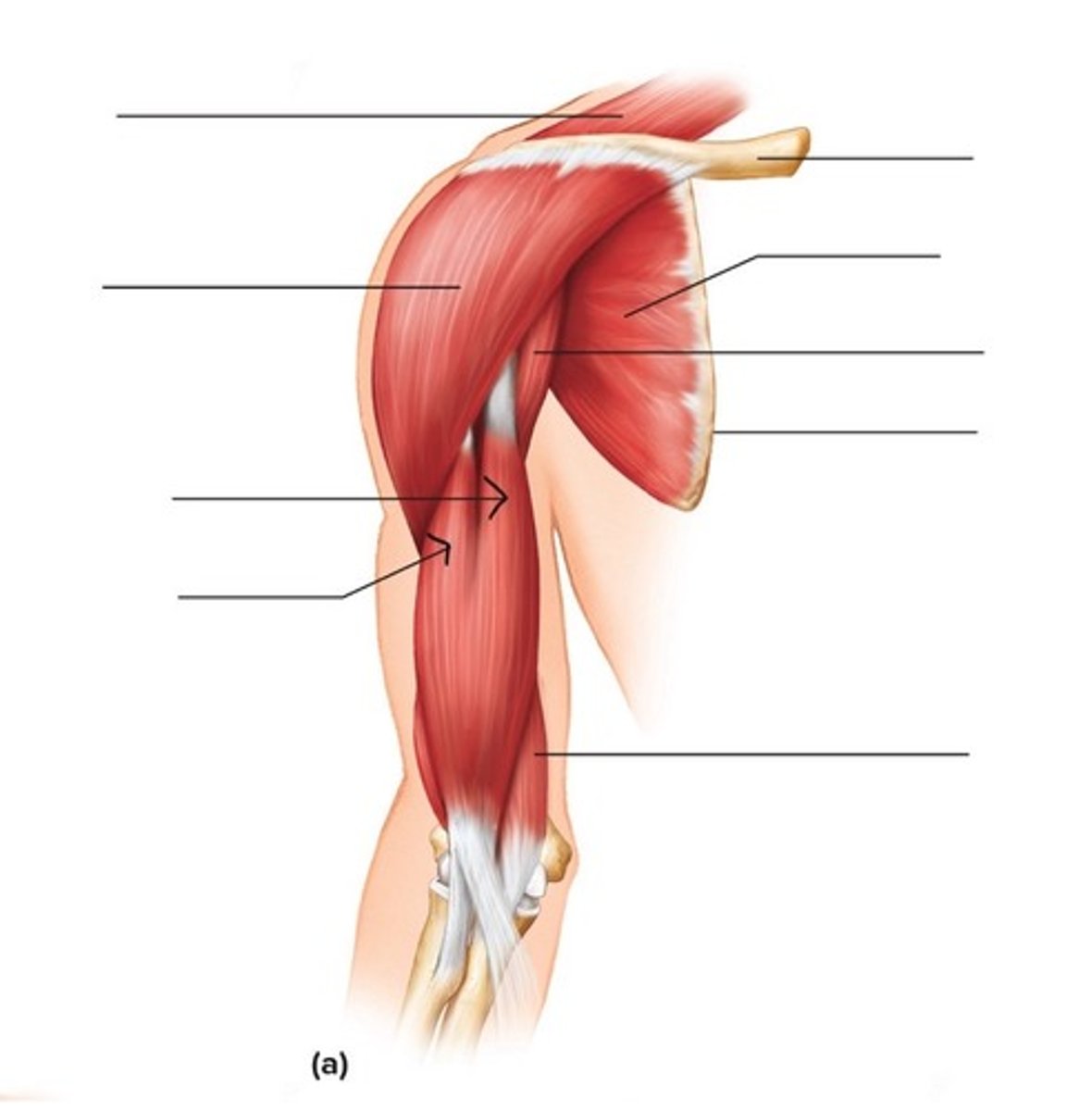 <p>What muscle is this?</p>