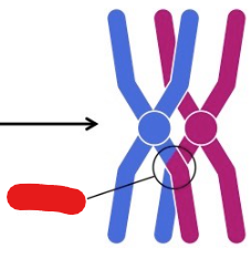 <p>The site at which chromosomes with double sister chromatids exchange small tags during prophase 1 in meiosis in order to increase genetic variation in offspring. The site at which crossover occurs.</p>