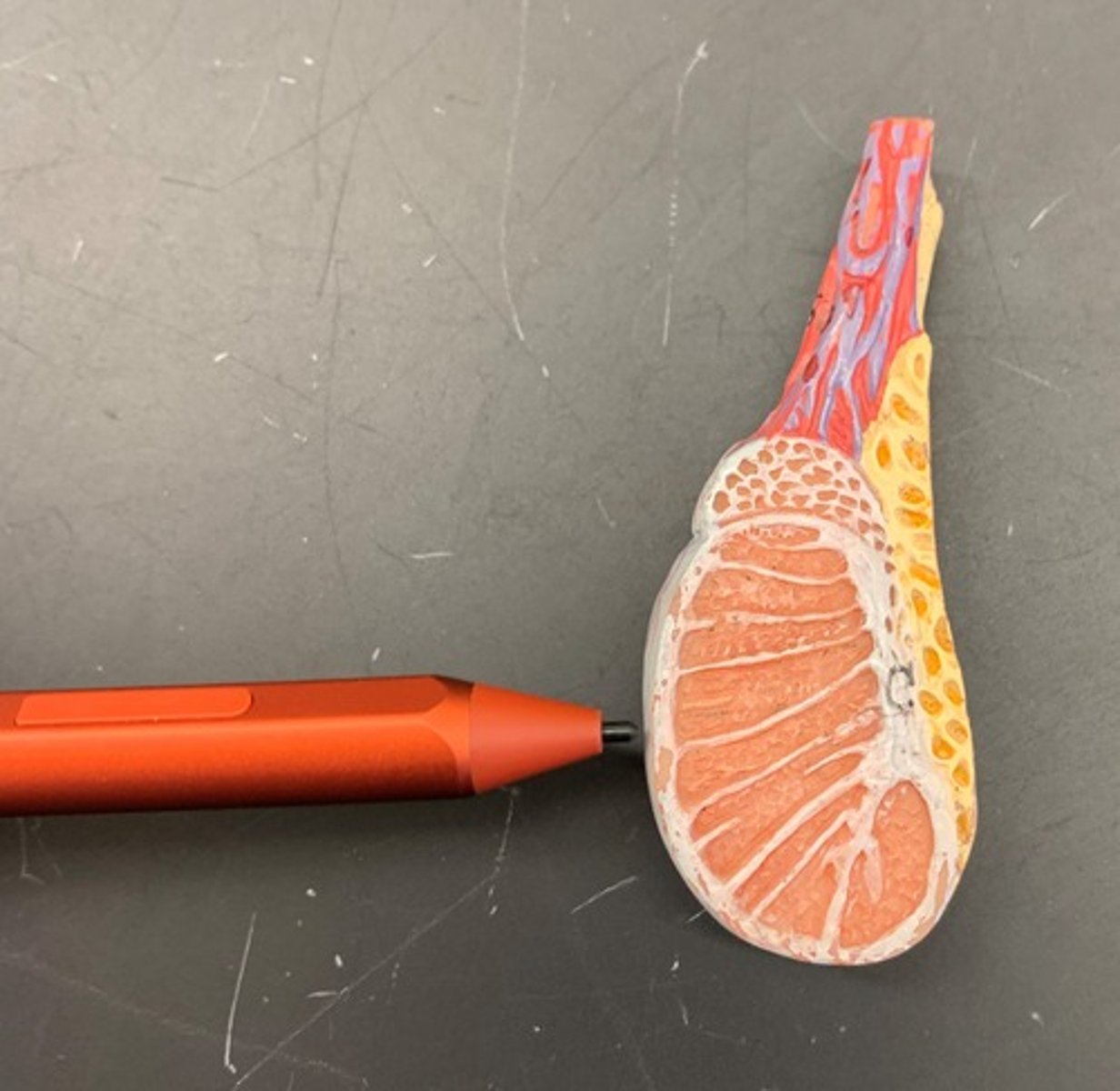 <p>male reproductive organ that produces sperm and hormones</p>