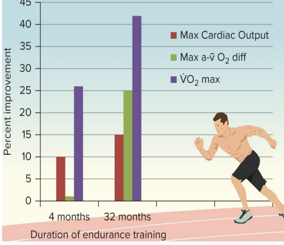 <p>improvements in VO2 max with training:&nbsp;</p><ul><li><p>~50% increase SV and a-vO2</p></li><li><p>shorter duration training (4 months): increase SV &gt; increase a-vO2</p></li><li><p>longer duration training (32 months): increase a-vO2 &gt; increase SV</p></li></ul><p></p>