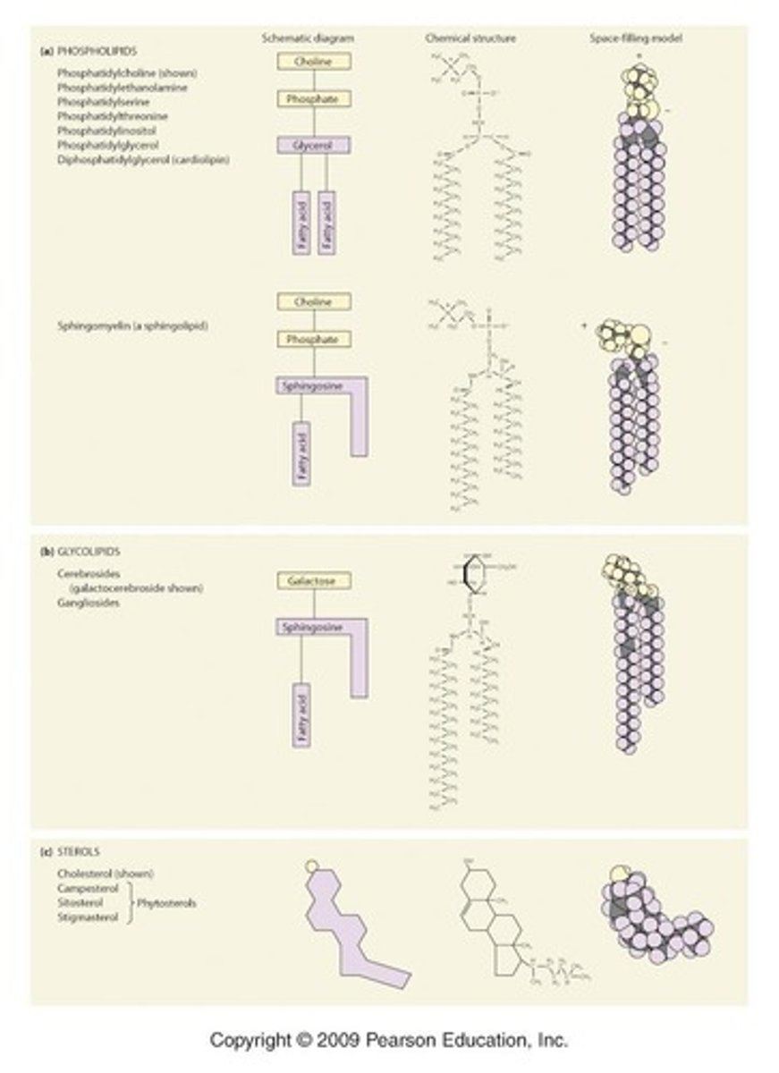 <p>Phospholipids, glycolipids, and sterols.</p>