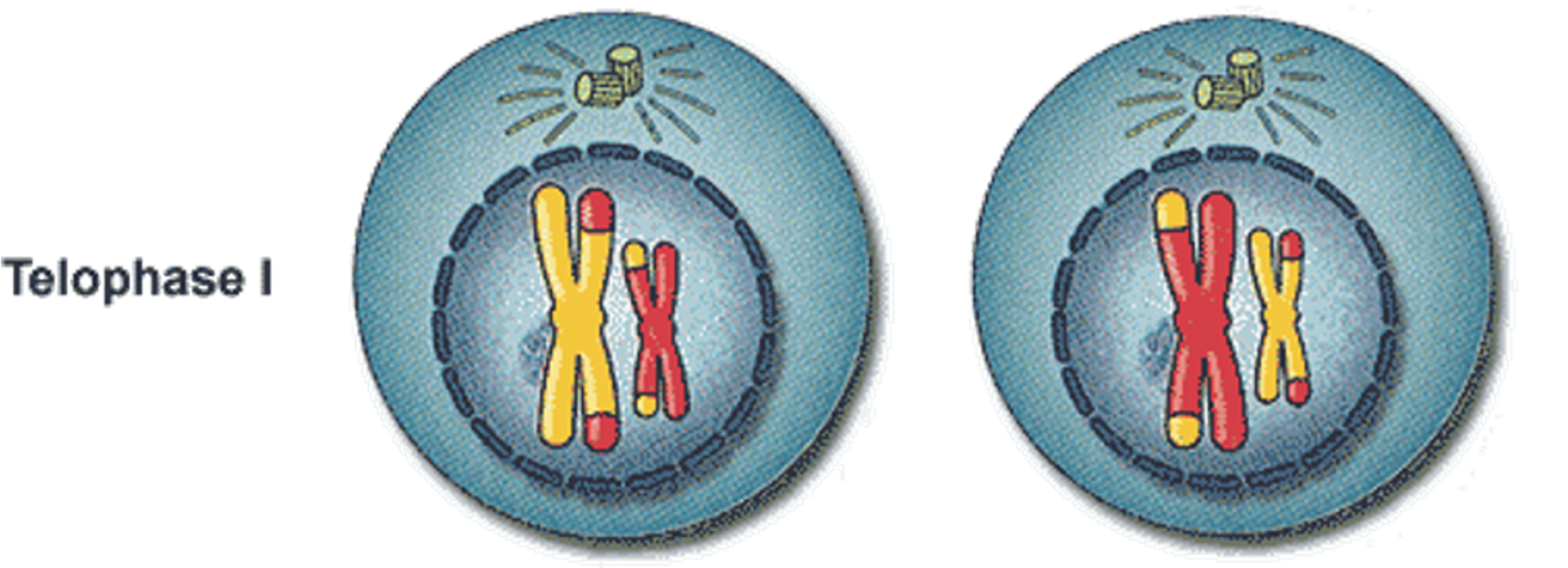 <p><span>•Telophase I: nuclear membrane forms around the two groups of chromosomes in the cytoplasm of the cell; spindle fibres break down.</span></p><p><span>•Cytokinesis occurs.</span></p><p><span>•Two haploid cells form, each with one complete set of chromosomes.</span></p>