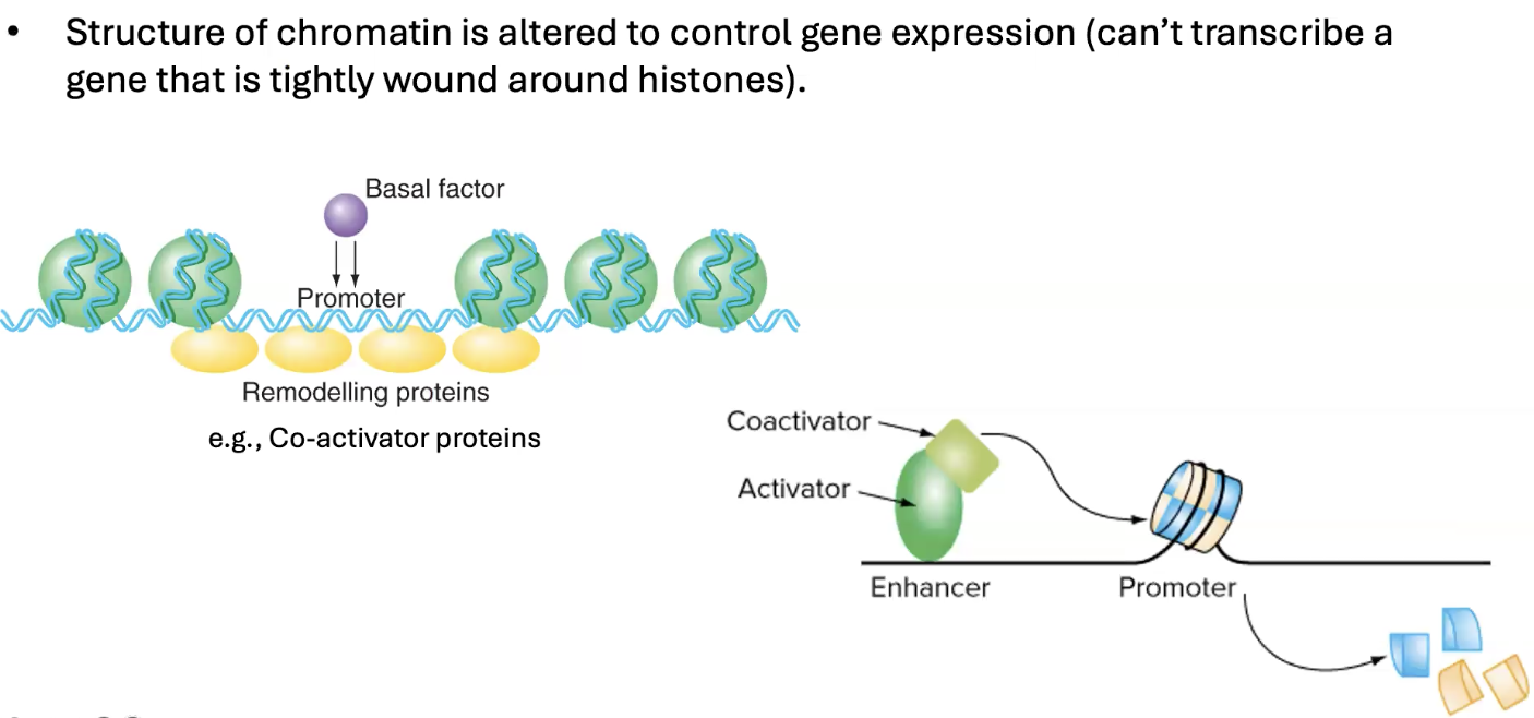 <p>when the structure of chromatin is altered to control gene expression (cant transcribe gene that is tightly wound around histones)</p><ul><li><p>can either make easier or harder</p></li></ul><p></p>