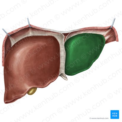 <p>The <strong><em><em></em></strong><strong><em></em></em></strong> is the smaller portion of the liver located on the left side of the body, involved in various metabolic processes and the production of bile.</p>