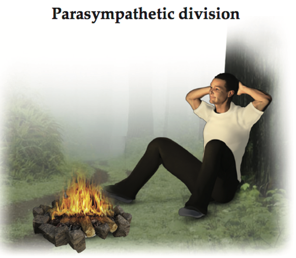 <p>Parasympathetic Division: “rest and digest” </p><ul><li><p>releases acetylcholine</p></li><li><p>signal via a ganglion near target organ</p></li></ul><p></p>