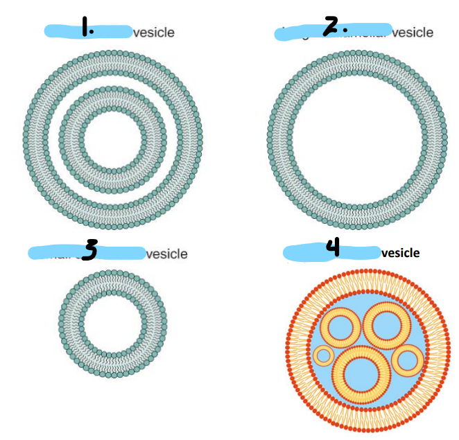 <p>Name the configurations of lysosomes</p>