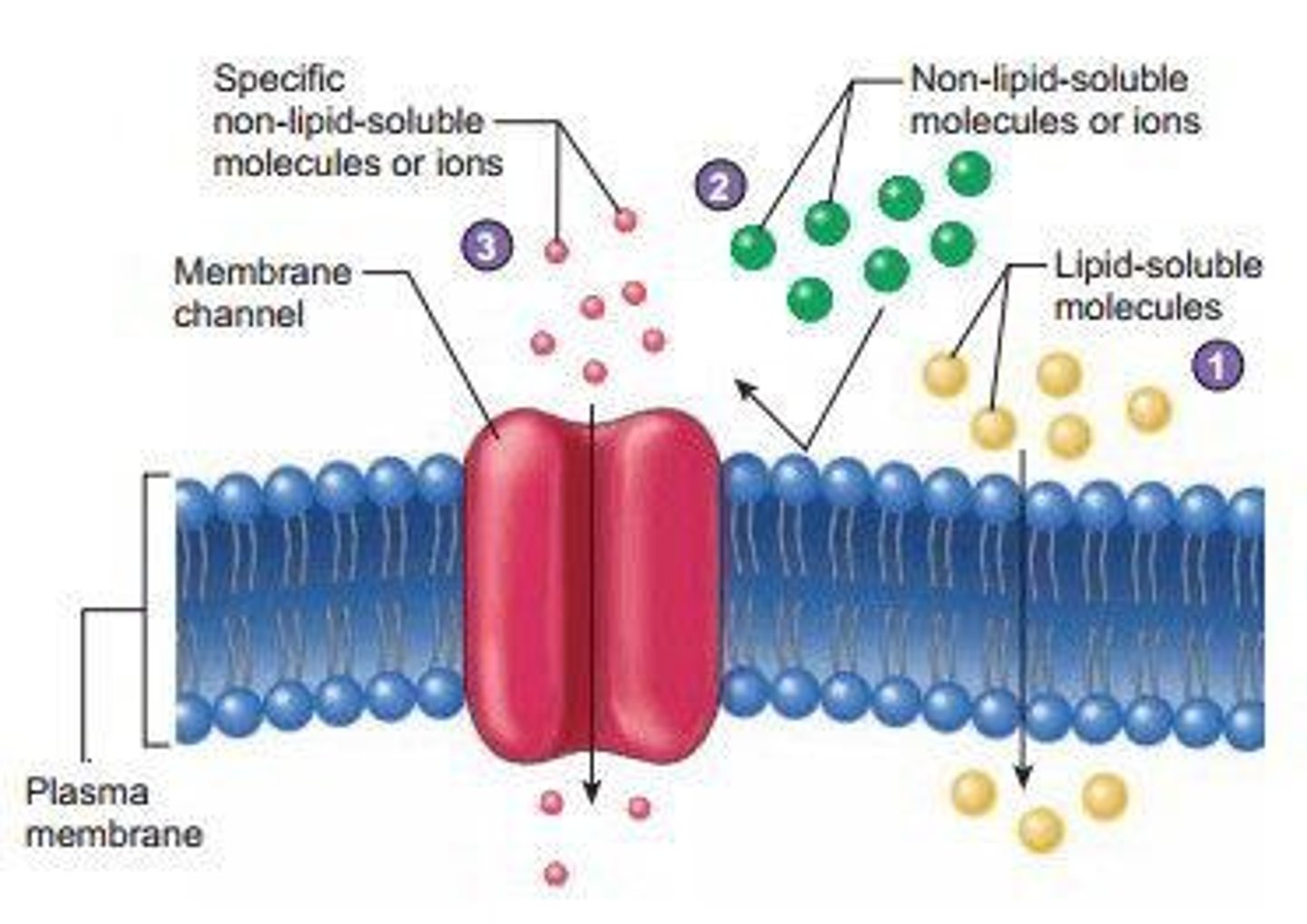 <p>Cell membrane surrounding cytoplasm; selectively permeable.</p>