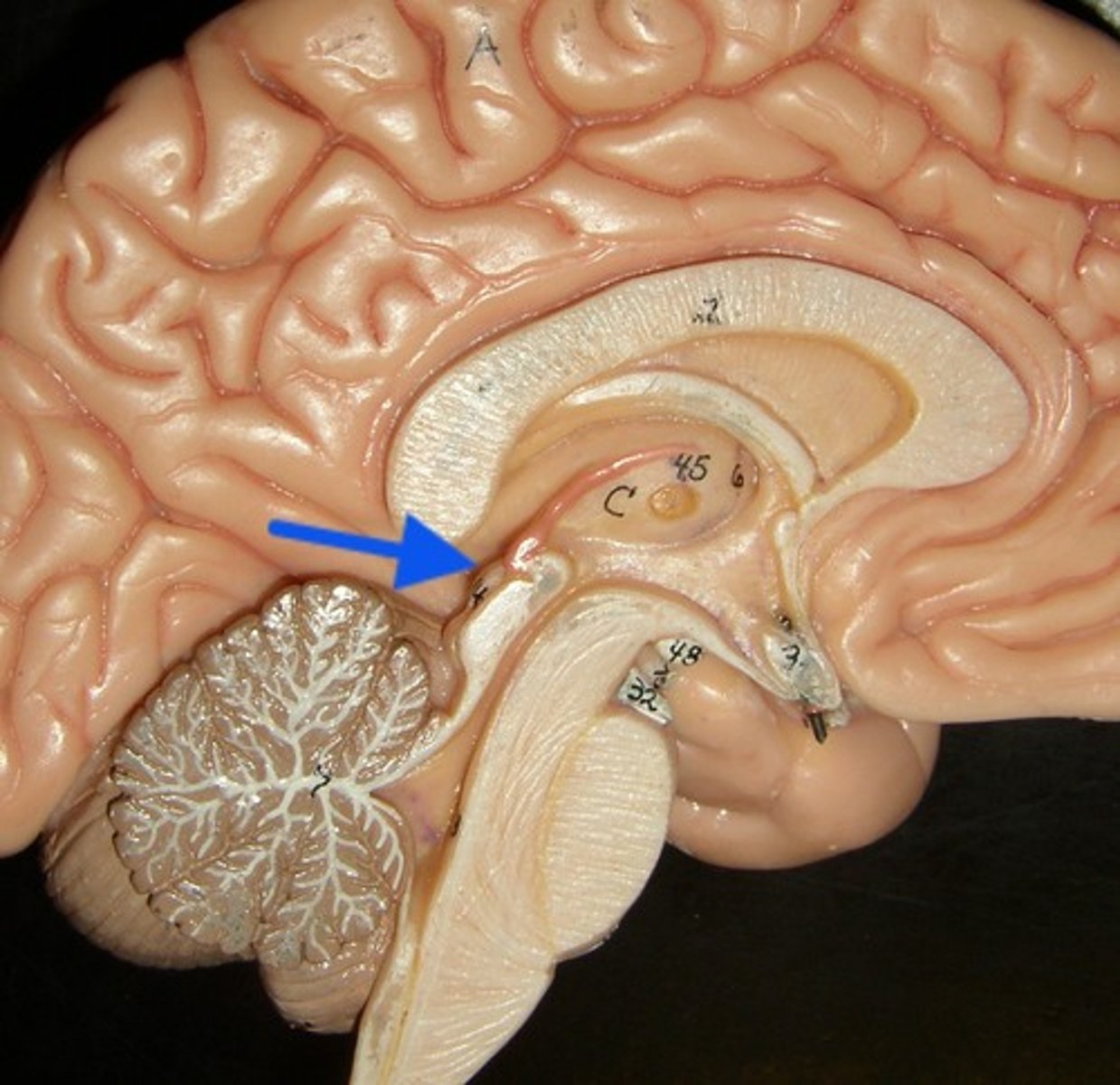 <p>part of diencephalon</p>