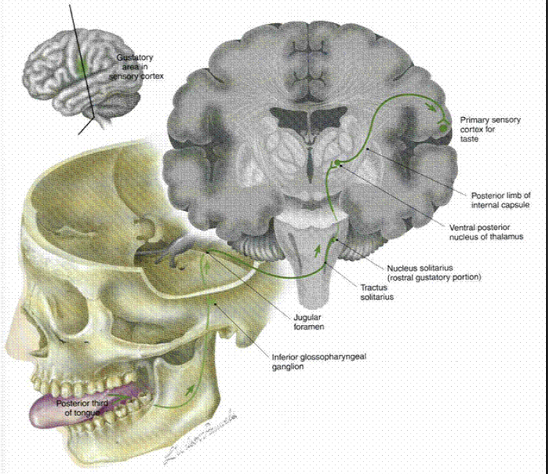 <p>taste on posterior 1/3 of tongue </p>