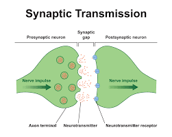 <ol><li><p>Electrical impulse along pre-synaptic neuron, triggers serotonin to carry the message across gap</p></li><li><p>Serotonin leaves axon and carries impulse across to dendrite by stimulating receptors on it</p></li><li><p>Serotonin is reabsorbed by the pre-synaptic neuron, broken down to be used again</p></li></ol>