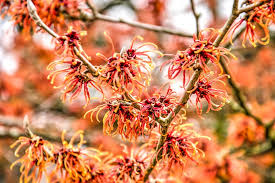 <p>Witch hazel&nbsp;</p>