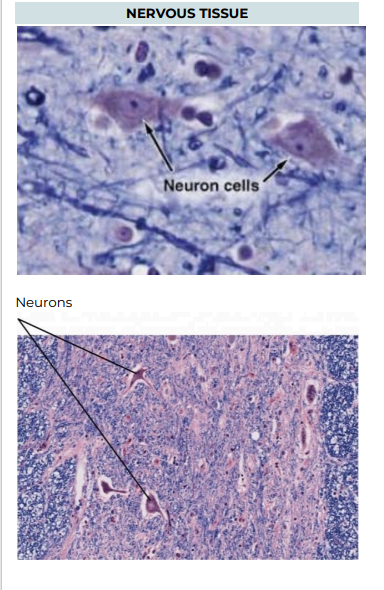 <p>TISSUE: NERVOUS TISSUE</p>