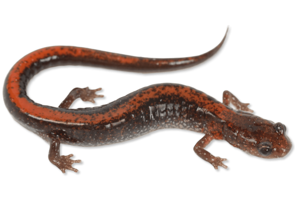 Plethodontidae - Plethodon angusticlavius