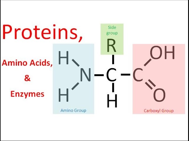 <ul><li><p>carbon, hydrogen, oxygen and nitrogen</p></li><li><p>amino acids - 20 naturally occurring types</p></li></ul><p></p>