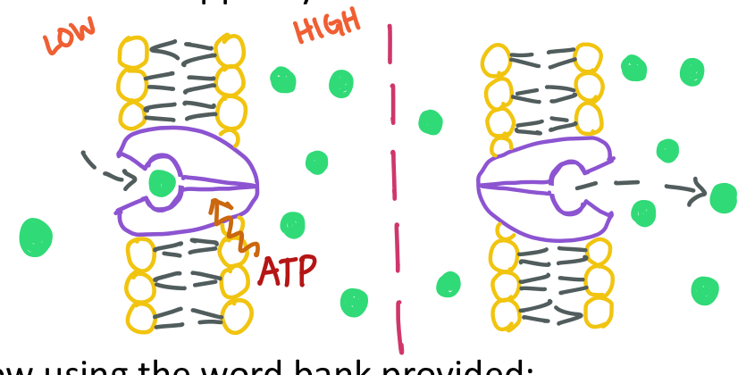 <p>active transport moves larger molecules cross the cell membrane through a transport proteins allow (usually) from low to high concentration using energy from molecules of ATP.</p>