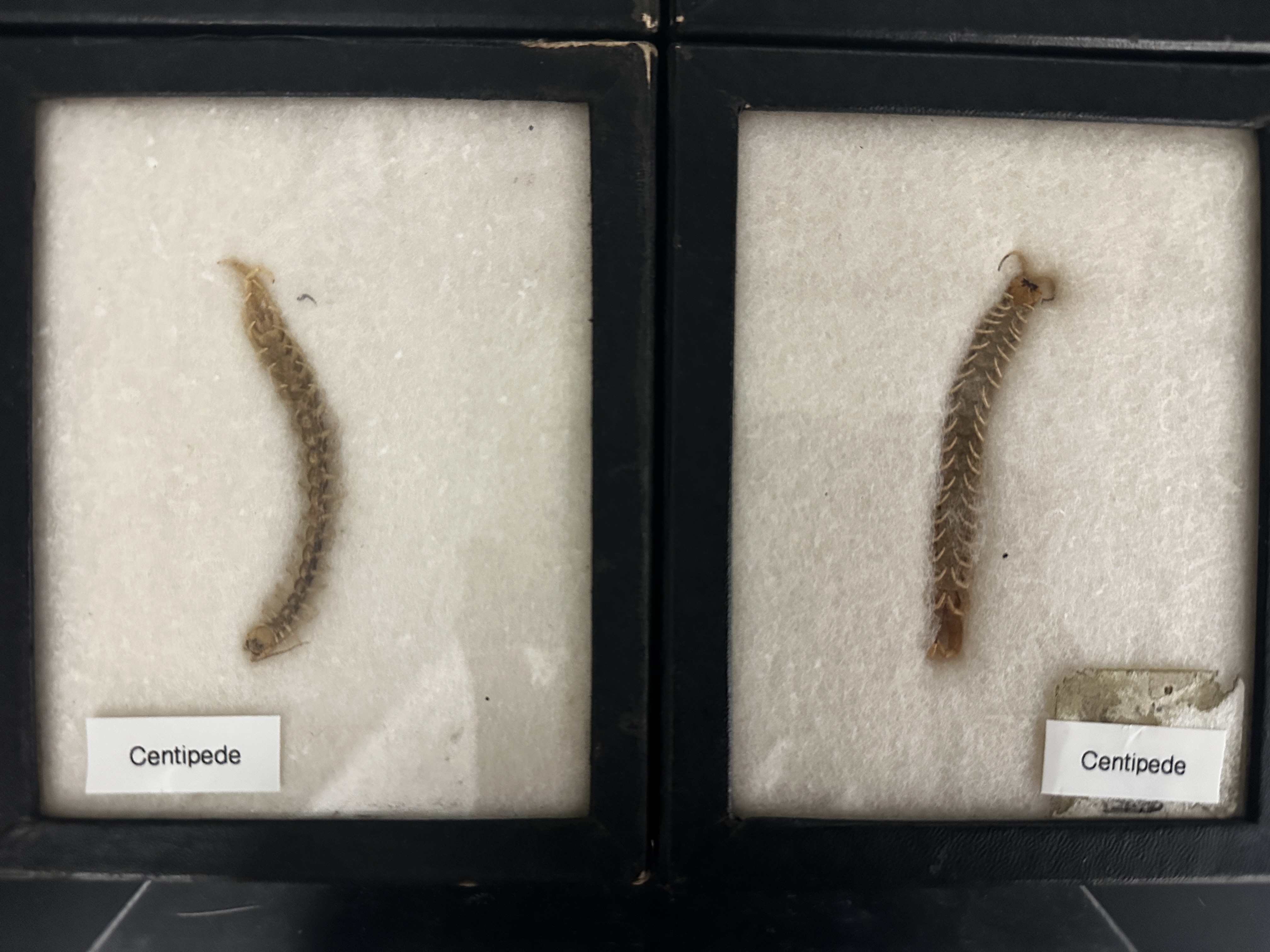 <p>Identify (Grouping(s), Phylum, Subphylum)</p>