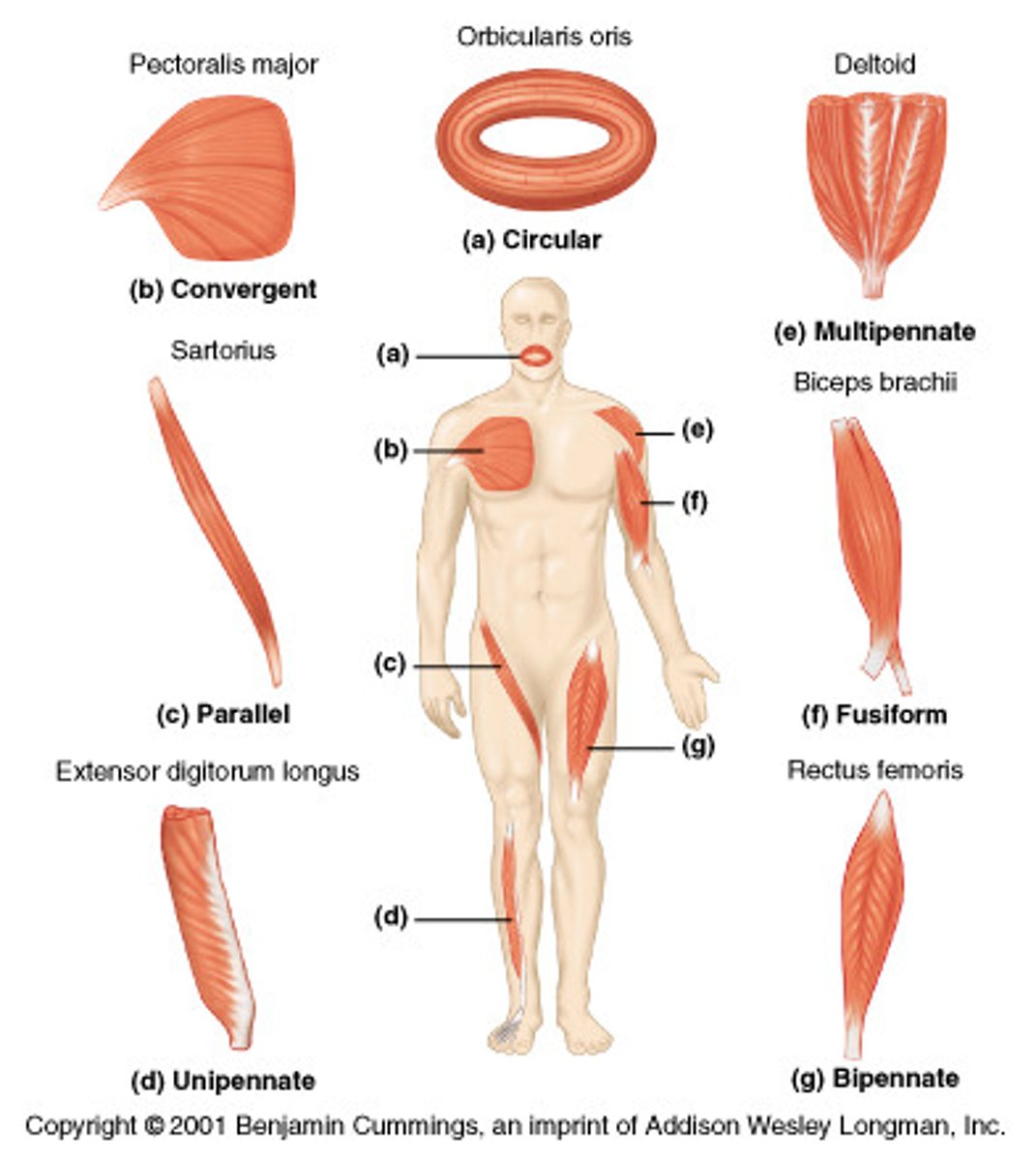 <p>tendon runs through center of muscle with fibers wrapping tendon on all sides to form separate fascicles</p><p>- i.e. Deltoid</p>