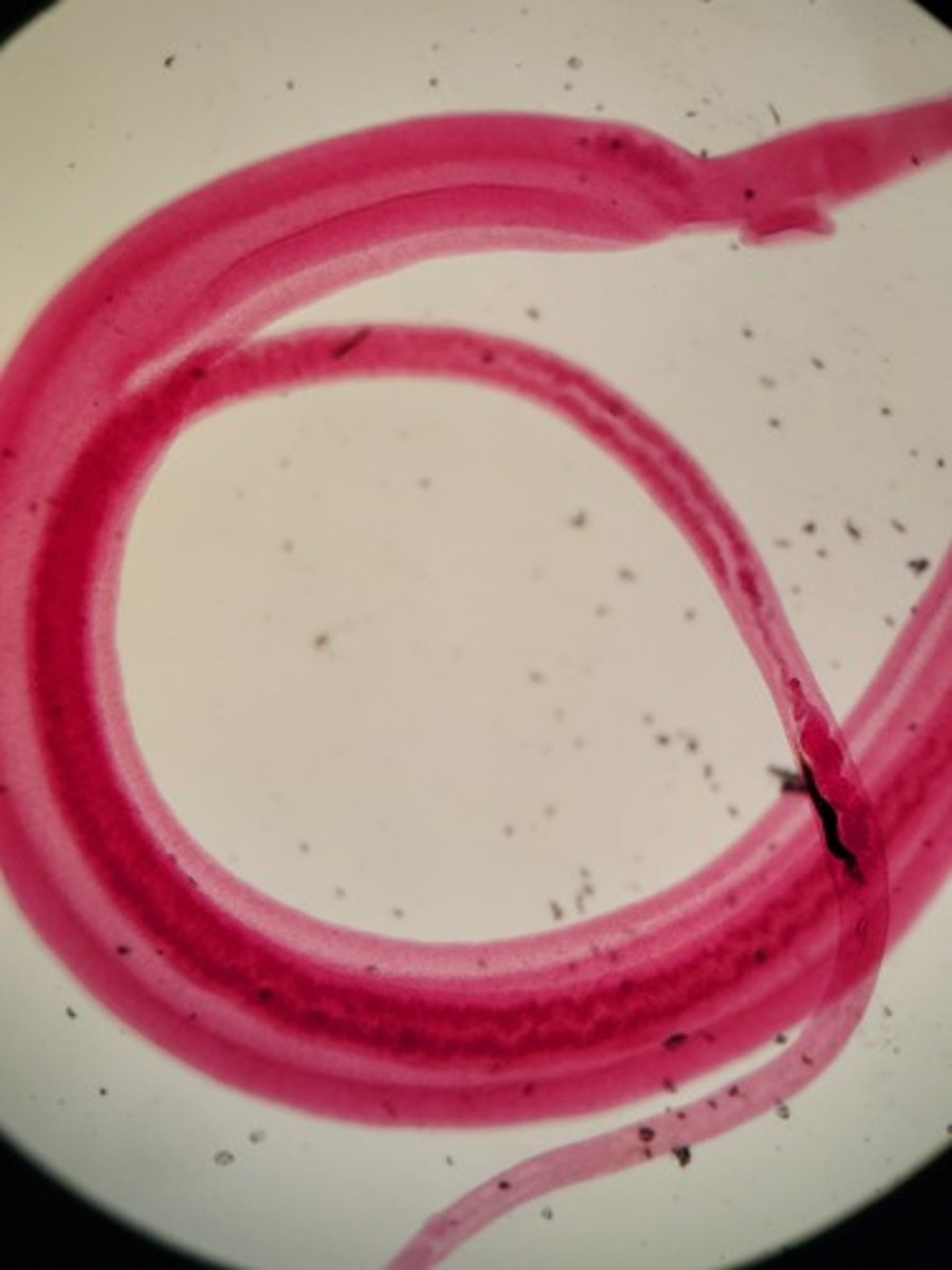 <p>Identify taxonomy</p>