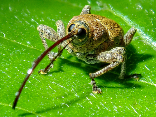 <p>Weevils</p><p>Order Coleoptera</p>