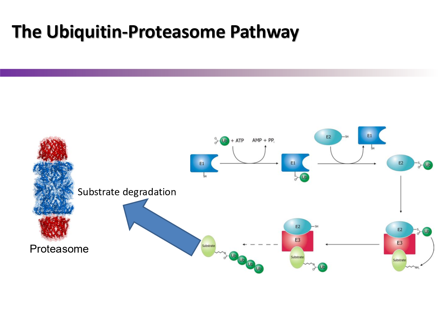<p>when the E3 domain of the MDM2 ligase recognizes p53, it binds to it. the E2 domain of MDM2 then adds the Ub tail to p53, resutling in p53 degradation at the proteosome</p>
