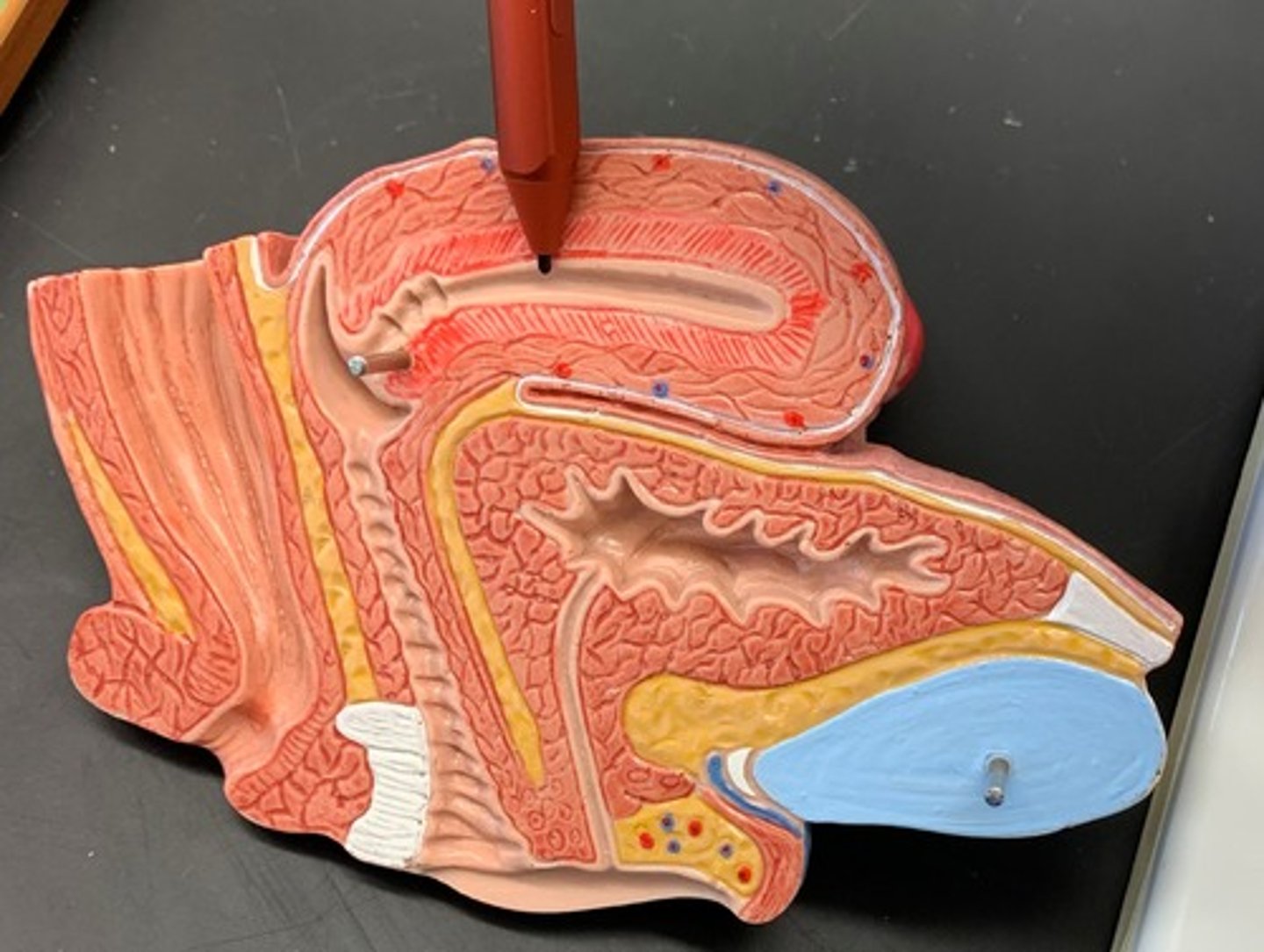 <p>major portion of uterus</p>