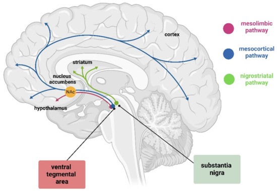 <p>Extrapyrimidal Motor System</p><ul><li><p>Substantia nigra to striatum</p></li><li><p>Controls involuntary movements</p></li></ul><p></p>