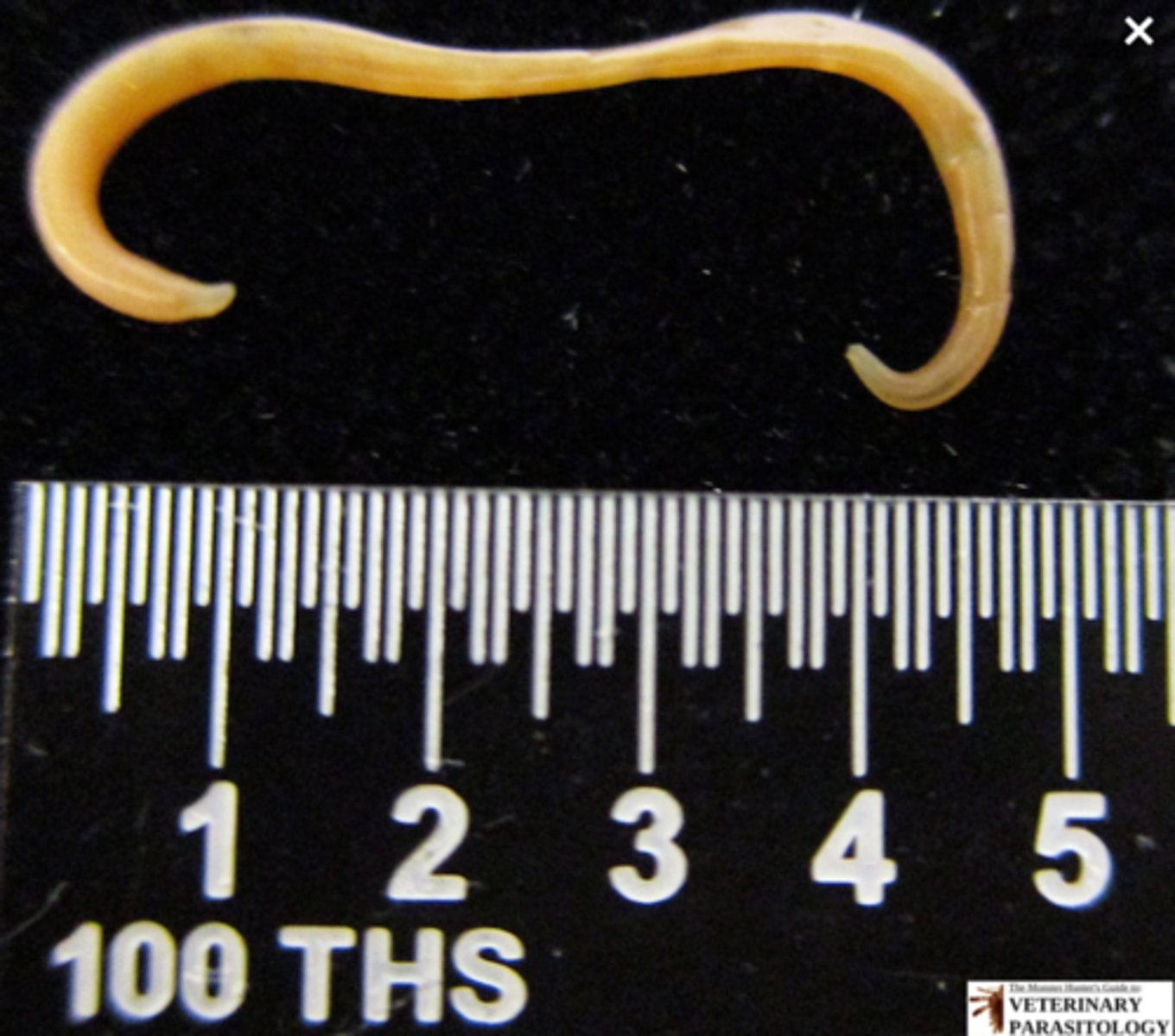 <p>What parasite is this if it is from a cat</p>