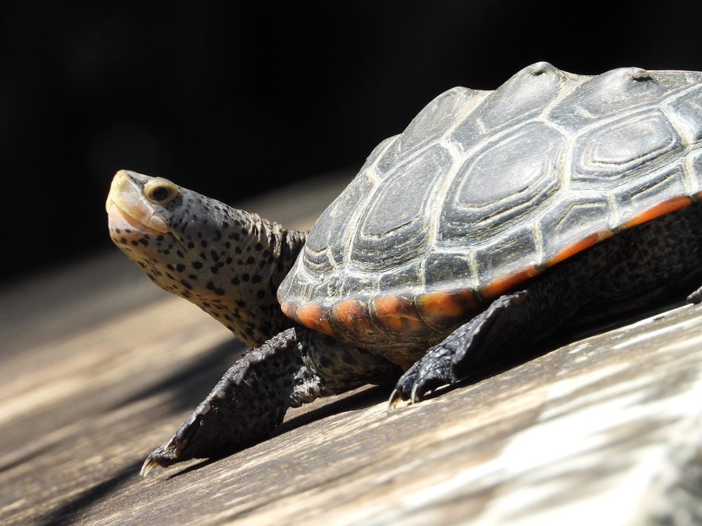 <p>Diamondback Terrapin, FL native, live in SE USA in brakish waters, black spots</p>