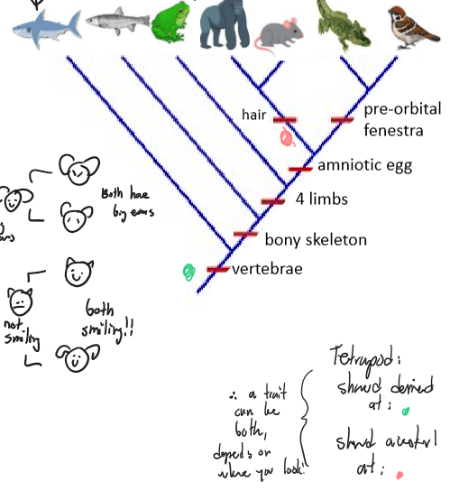 <p>Ex: Hair on Mammals</p><ul><li><p>It depends on where you look on the tree</p></li></ul><p></p>