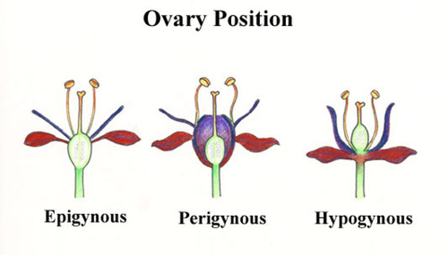 <p>Hypogynous: calyx and corolla covers ovary</p><p>Perigynous: calyx and corolla halfway covering ovary</p><p>Hypogynous: calyx and corolla below ovary</p>