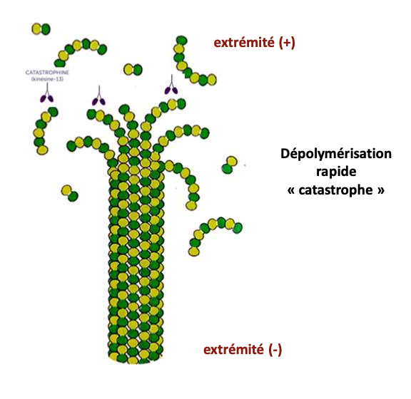 <p></p><ul><li><p><strong>Type :</strong> Protéine accessoire</p></li><li><p><strong>Filament :</strong> Microtubules</p></li><li><p><strong>Fonction :</strong> Déstabilisation rapide des microtubules, favorise la dépolymérisation (catastrophe)</p></li></ul><p></p>