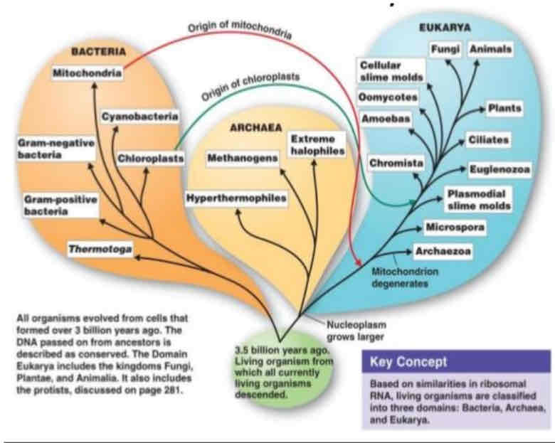 <ul><li><p><span style="color: blue">kung nakikita niyo dito, we have 3 big domains, the domain of Archea which is called as “ancient” because the organisms that belongs here is the same with the first organism, which is referred to as LUCA ( Last universal common ancestor), which is similar to the LUCA, thats why it is called as ancient because characteristically and phenotipically, it looks like the prokaryotic cell ( the first cell to be discovered, or the first cell to appear billions of years ago are prokayotic in nature, thats why archea is called as ancient).</span></p></li><li><p><span style="color: blue">Then we have the domain Eubacteria, also known as the “true prokaryotic cells”or the true bacteria.</span></p></li><li><p><span style="color: blue">And on the otherhand we have, domain Eukarya, which means that most of the organisims here has a eukaryotic cell.</span></p></li><li><p><span style="color: blue">In some of the domain system tree, makikita niyo minsan magkabaliktad ang Archea is the main branch and Eukarya was a offshoot of an Archea, but as to this diagram your Archea is an offshoot to the domain Eukarya.</span></p></li><li><p><span style="color: blue">How will i be able to describe the characteristic of your Eukarya based on this diagram, your Archea is similiar in terms of its phenotipic characteristic, phenotipically similar to Bacteria, but if our basis is Genotipic relatedness, through the ribosomal RNA analysis, your Archea is related to Eukarya, you can see here they have one origin, they are genotipically related but your Archea is phenotipically similar to bacteria, which is a prokaryotic cell.</span></p></li><li><p><span style="color: blue">Other things that you’ll notice is Mitochondria, is grouped under bacteria, but mitochondria is seen where nowadays? It is part of the Eukaryotic cells, look at the arrow, this is the origin of Mitochondria going to Eukaryotic cells. Billions of years ago, Mitocheondia is actually a living organism, its actually a cell that eventually trough evolution under the process that we call Enocymbiosis. Mitochondria from being a cell ano ang nangyari sakanya? Na transport siya as a part of a Eukaryotic cell or what we call it now as a Organelle.</span></p></li><li><p><span style="color: blue">Later you will see the structure of Mitochondria ay may sariling DNA, the reason for that is because, billions of years ago it was actually a bacterial cell, that was absorbed by Eukaryotic cells sa prokayotic cell that was introduced to a Eukaryotic cell. We also have Chloroplasts, it is seen specifically on plant cells, that the same as your Mitochondria, they have undergone process of Endocymbiosis, thats why Chloroplasts have DNA thats because billions of years ago, they were cells, and through evolution they were transformed from cells into organelles.</span></p></li></ul>