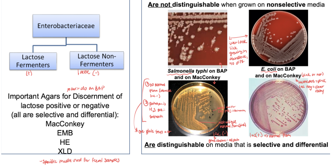 <p><span style="background-color: transparent; font-family: &quot;Times New Roman&quot;, serif;">Lactose fermentation: pathogens all don’t ferment lactose (Macconkey, EMB-eosin methylene blue, HE-hektoen enteric, or XLD-xylose lysine deoxycholate agar are selective and differential media to show this)</span></p>