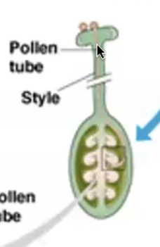 <p>ovules in an ovary, which is attached to a long tube called a style, stigma allows for pollen to stick</p>