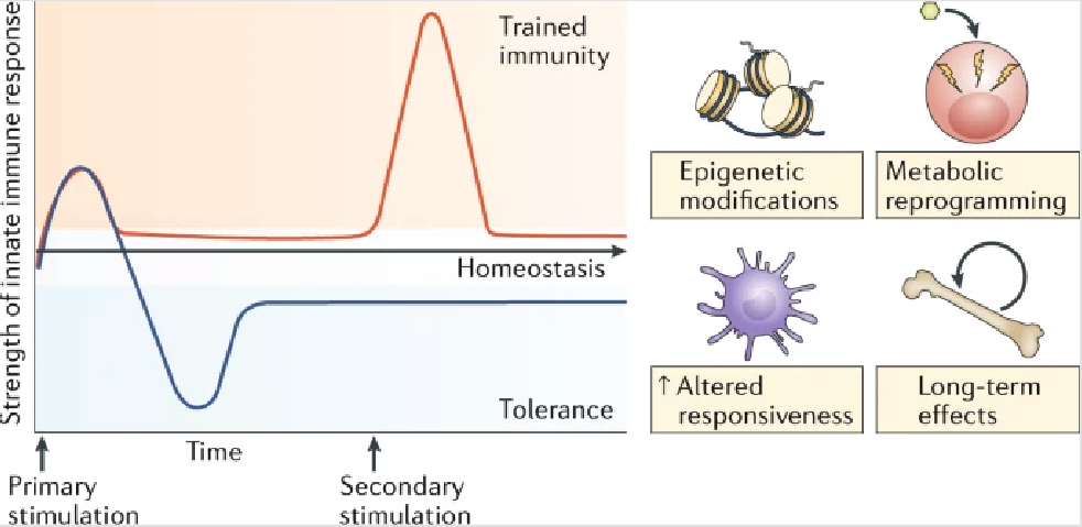 <p>innate immune system can have aspects of memory, but this is antigen-independent</p><ul><li><p>involves epigenetic and metabolic reprogramming of the innate immune cells, allowing qualitatively and quantitatively adjusted responses of innate immune cells to subsequent time-delayed heterologous stimulation.</p></li><li><p>Trained innate immune cells respond more robustly and faster upon secondary stimulation. Training results in increased cytokine production, increased receptor expression, and enhanced phagocytosis and killing.</p></li></ul><p></p>