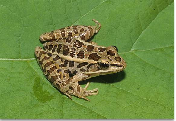 <p>Pickerel Frog</p>