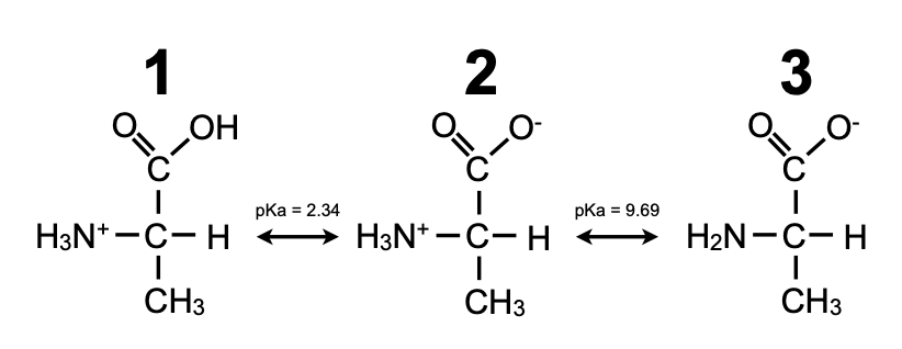 <p>What form is correct for neutral pH?</p>