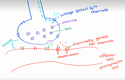 <p><span>·</span><span style="font-size: 7pt; font-family: &quot;Times New Roman&quot;">&nbsp;&nbsp;&nbsp;&nbsp;&nbsp;&nbsp; </span><span style="font-family: Arial, sans-serif">Action potential arrives at the synaptic knob; <u>voltage-regulated Ca<sup>2+</sup> channels</u> in the synaptic membrane open</span></p><p class="MsoNormal"><span>·</span><span style="font-size: 7pt; font-family: &quot;Times New Roman&quot;">&nbsp;&nbsp;&nbsp;&nbsp;&nbsp;&nbsp; </span><span style="font-family: Arial, sans-serif">Ca<sup>2+</sup> enters synaptic knob and triggers exocytosis of ACh</span></p><p class="MsoNormal"><span>·</span><span style="font-size: 7pt; font-family: &quot;Times New Roman&quot;">&nbsp;&nbsp;&nbsp;&nbsp;&nbsp;&nbsp; </span><span style="font-family: Arial, sans-serif">ACh diffuses across the cleft and binds <u>chemically (ligand)-regulated Na<sup>+</sup> channels</u>; channels open allowing Na<sup>+</sup> in = depolarize postsynaptic membrane 20ms</span></p><p class="MsoNormal"><span>·</span><span style="font-size: 7pt; font-family: &quot;Times New Roman&quot;">&nbsp;&nbsp;&nbsp;&nbsp;&nbsp;&nbsp; </span><span style="font-family: Arial, sans-serif">influx of Na<sup>+</sup> produces a local potential that carries to the axon hillock and if strong enough will generate an action potential</span></p><p class="MsoNormal"><span style="font-family: Arial, sans-serif">*top is the presynaptic neuron</span></p>