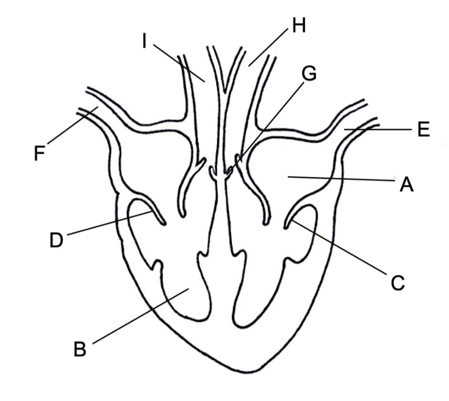 <p>A ~ Left atrium</p><p>B ~ Right ventricle</p><p>C, D, G ~ Valve</p><p>E ~ Pulmonary vein</p><p>F ~ Vena cava</p><p>H ~ Aorta</p><p>I ~ Pulmonary artery</p>