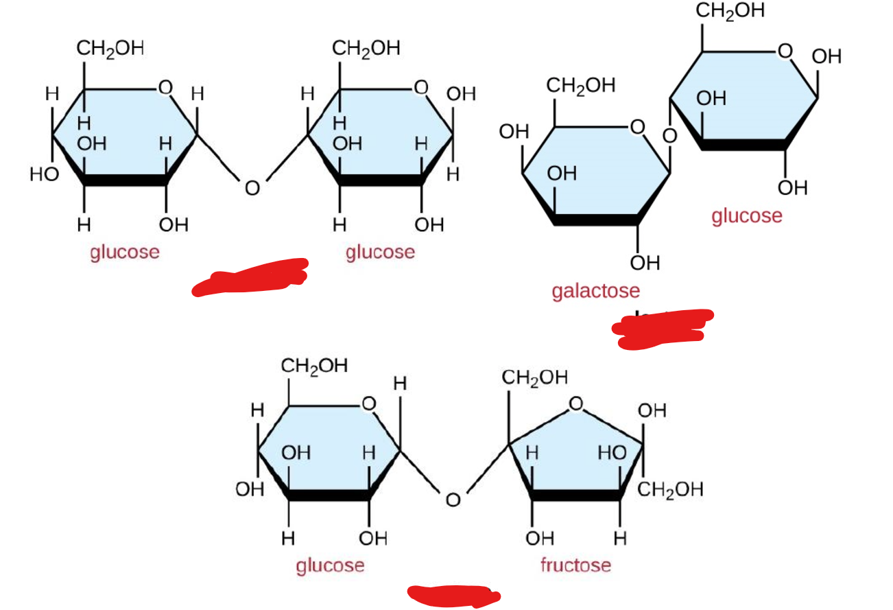 <p>Name each disaccharide</p>