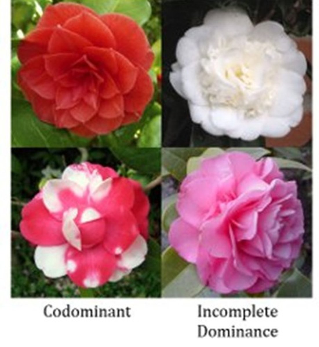 <p>Phenotype of the heterozygote includes the phenotypes of both homozygotes.</p>