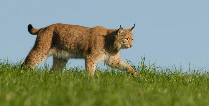 <p>zařaď živočicha do systému</p><p>Třída - řád - čeleď - druh čeština (latina)</p>