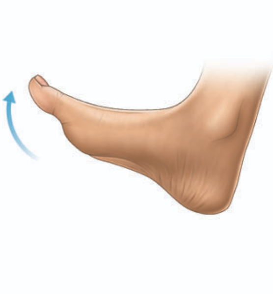 <p>flexion of the foot toward the leg </p>