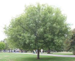 <p>Oleaceae</p>